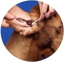 AlphaPet - Salon cosmetica si frizerie canina