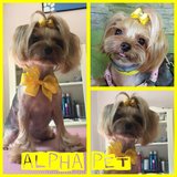 AlphaPet - Salon cosmetica si frizerie canina